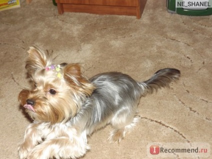 Yorkshire Terrier