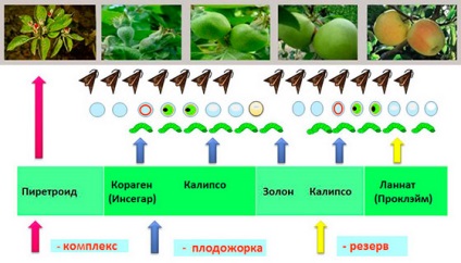 Cum să se ocupe de rolul frunzelor pe pomi fructiferi - droguri și prevenire