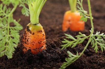 Cum să se ocupe de afidele pe îngrășământ de morcovi pentru a lupta, moduri eficiente