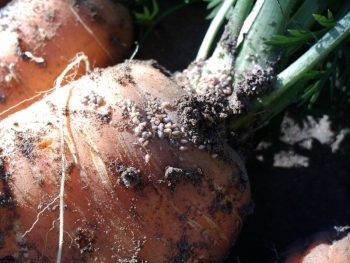 Cum să se ocupe de afide pe îngrășămintele de morcov, droguri