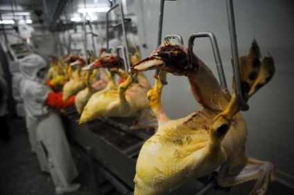 Cum sa faci foie gras (19 fotografii)