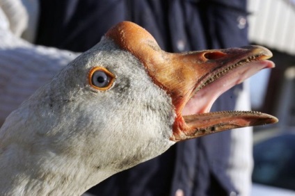 Cum sa faci foie gras (19 fotografii)