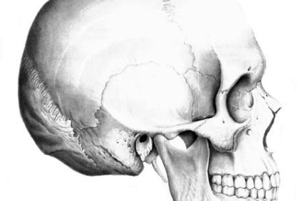 Ce oase din schelet formează articulația