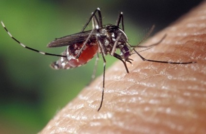 Cum să scapi de țânțarii din apartament cu remedii folclorice improvizate