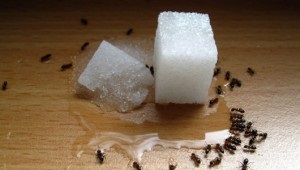 Cum sa scapi de furnici intr-un apartament si intr-un parc de gradina prin remedii populare