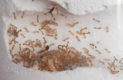 Cum sa scapi de furnici intr-un apartament si intr-un parc de gradina prin remedii populare