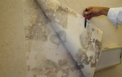 Cum să scape de mucegai pe tapet și pereți - instrucțiuni