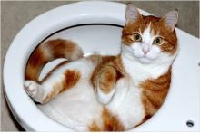 Cum să scape de miros de urină de pisică în apartament, pe canapea, covor, pantofi