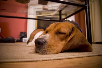 Cum să scapi de mirosul unui câine într-o casă de câini miroase mult mai puternic decât