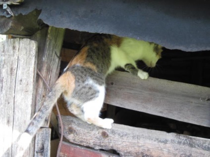 Cum am luat pisica în sat - târg de meșteri - manual, manual