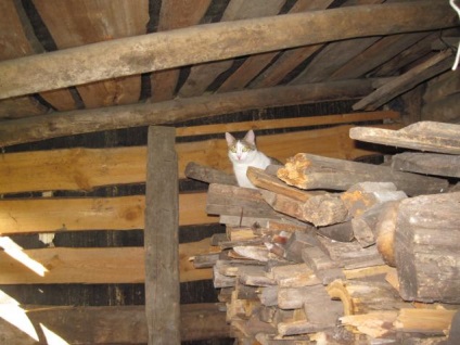 Cum am luat pisica în sat - târg de meșteri - manual, manual
