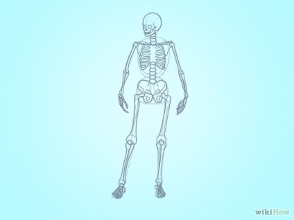 Cum de a desena un schelet uman