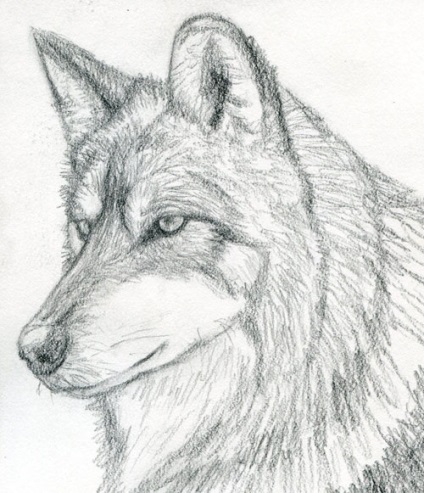 Hogyan rajzolj egy farkast?