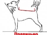 Cum de a determina dimensiunea unui câine (haine, pantofi), clinica veterinară 