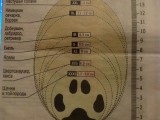 Hogyan határozható meg egy kutya mérete (ruhák, cipők), állatklinika 