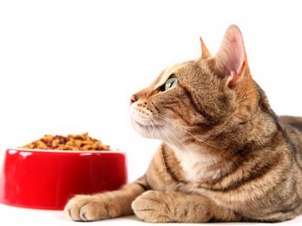 Care este cea mai bună mâncare pentru pisici, în opinia medicilor veterinari