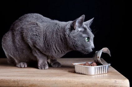 Care este cea mai bună mâncare pentru pisici, în opinia medicilor veterinari