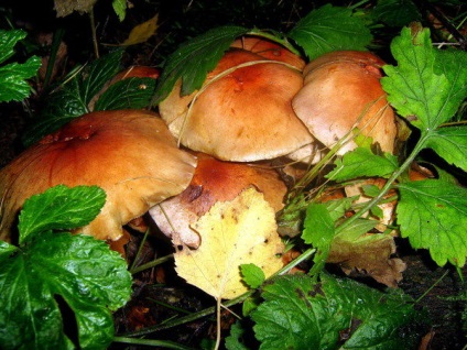 Cum să curățați și să spălați agaricul de miere după recoltare în pădure, indiferent dacă ar trebui făcut înainte de gătit,