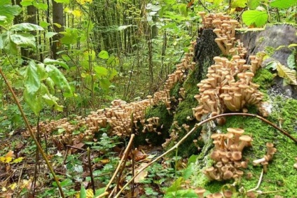 Cum să curățați și să spălați agaricul de miere după recoltare în pădure, indiferent dacă ar trebui făcut înainte de gătit,