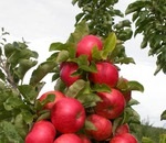 Cum să transplantați corect un copil de la un copac de măr