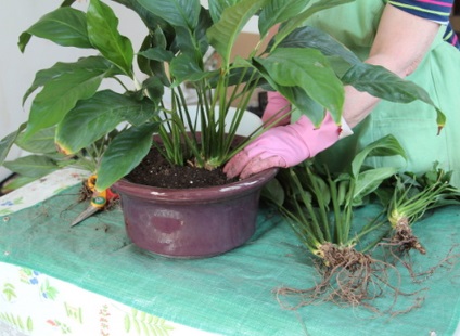 Cum sa transplantati spathiphyllum corect