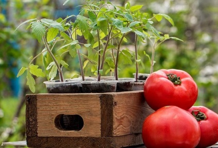 Cum să germineze în mod corespunzător semințe de plante