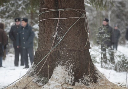 Cum sa taie copacul kremlinului, stiri de fotografie
