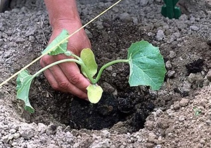 Hogyan telepítsünk egy dinnyet nyitott földi szabályokat és időzítést