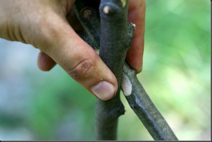 Cum să faci un rucsac de drumeție cu mâinile tale în ecoturismul forestier pe planeta verde