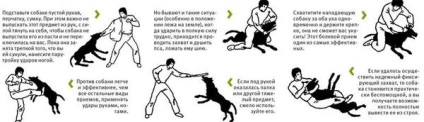 Cum să se comporte dacă un câine a atacat