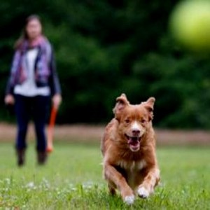 Cum să te comporți la plimbări cu un câine, o groomă