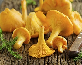 Cum să alegi, să păstrezi și să gătești chanterelles - alimente