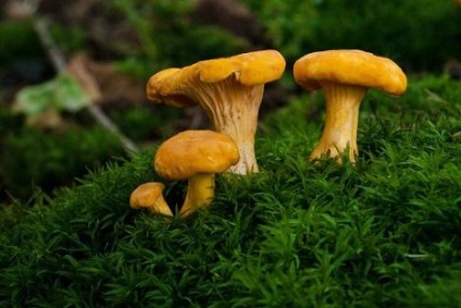 Cum să alegi, să păstrezi și să gătești chanterelles - alimente