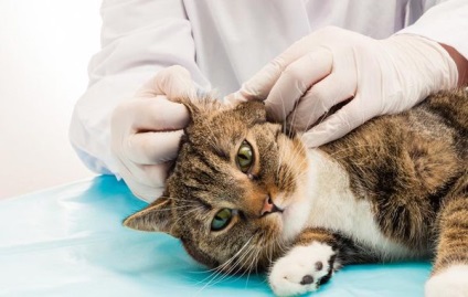 Cum de a vindeca o bifă în simptomele pisicii și semnele unui parazit