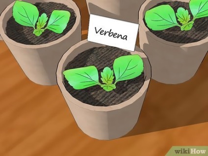 Cum să crească Verbena