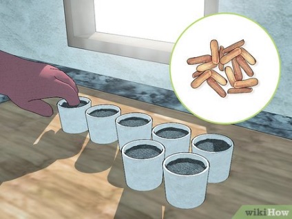 Cum să crească Verbena