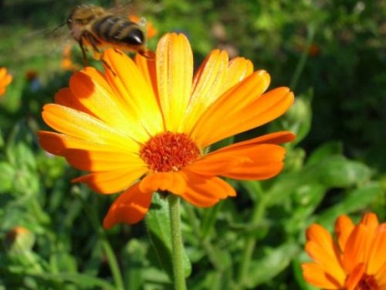 Calendula sau grijă de gălbenele, cultivare, udare, plantare acasă