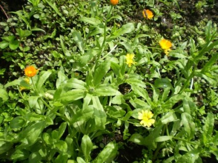 Calendula sau grijă de gălbenele, cultivare, udare, plantare acasă