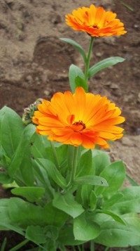 Calendula sau grijă de gălbenele, cultivare, udare, plantare acasă