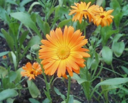 Calendula sau grijă de gălbenele, cultivare, udare, plantare acasă