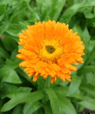 Calendula sau grijă de gălbenele, cultivare, udare, plantare acasă