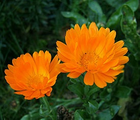 Calendula sau grijă de gălbenele, cultivare, udare, plantare acasă