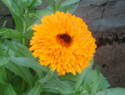 Calendula sau grijă de gălbenele, cultivare, udare, plantare acasă