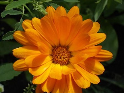 Calendula sau grijă de gălbenele, cultivare, udare, plantare acasă