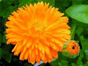 Calendula sau grijă de gălbenele, cultivare, udare, plantare acasă