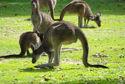 Zoo din Kaliningrad