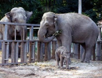 Zoo din Kaliningrad