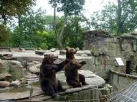 Kaliningrad Zoo - bilete, teritoriu zoo, animale - cum să ajungeți acolo și unde să aveți o mușcătură