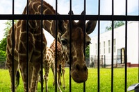 Kaliningrad Zoo - bilete, teritoriu zoo, animale - cum să ajungeți acolo și unde să aveți o mușcătură