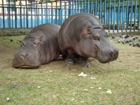 Kaliningrad Zoo - bilete, teritoriu zoo, animale - cum să ajungeți acolo și unde să aveți o mușcătură